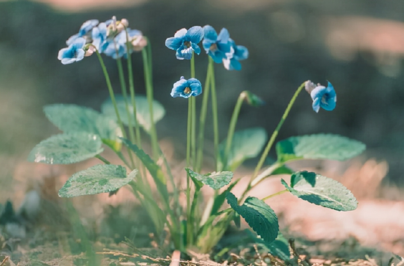为什么感情不顺_感情背感情背叛的说说_感情淡了.没有感情可以
