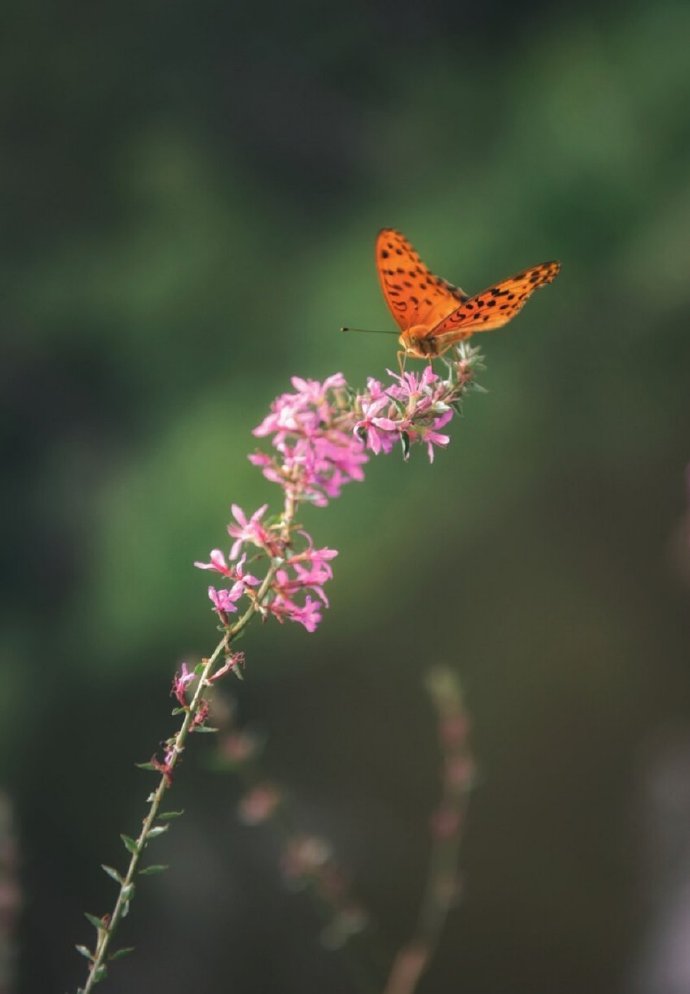 感情背感情背叛的说说_为什么感情不顺_感情淡了.没有感情可以